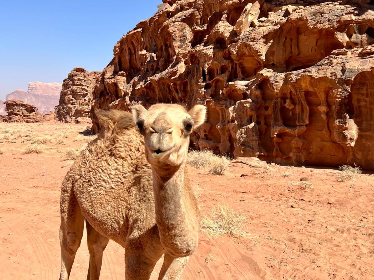 Wadi Rum Bedouin Tour With A Camp Екстериор снимка