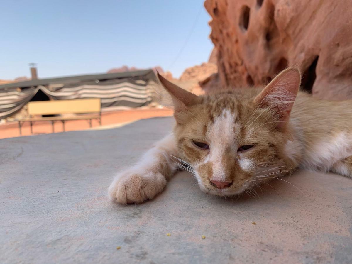 Wadi Rum Bedouin Tour With A Camp Екстериор снимка